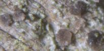Bacidia saxenii